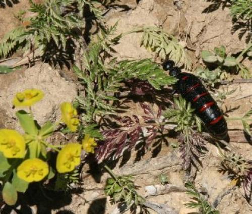 Berberomeloe majalis