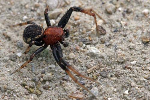 Xysticus sp.