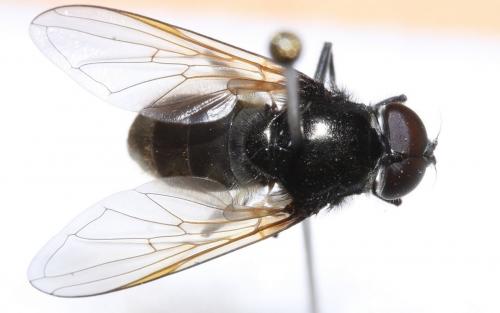 Réf. 56 001 : Cheilosia ranunculi