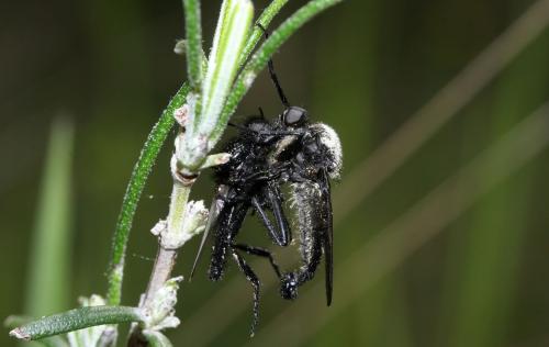 Empis ciliata