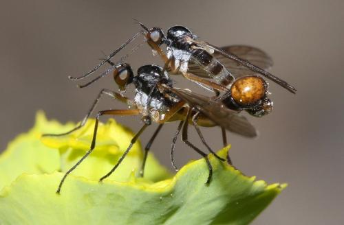 Réf. 56 403 : Brachystoma vesiculosum