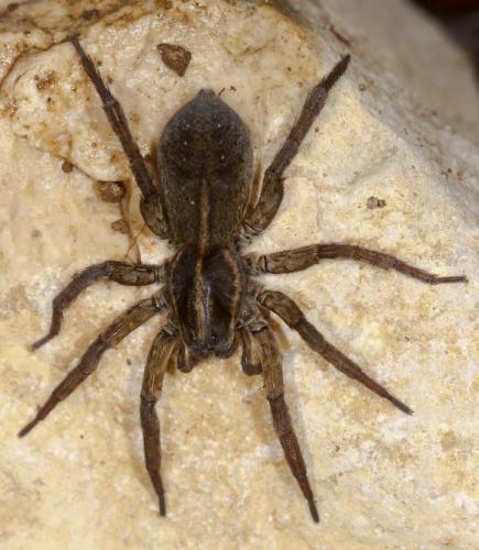 Réf. 56 455 : Trochosa robusta
