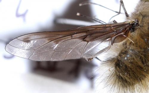 Bombylius fimbriatus