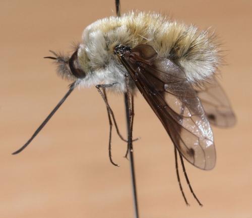 Bombylius fimbriatus