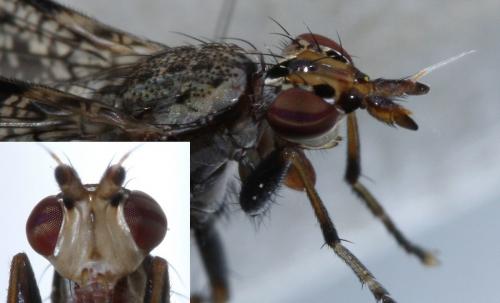 Réf. 56 867 : Euthycera alaris