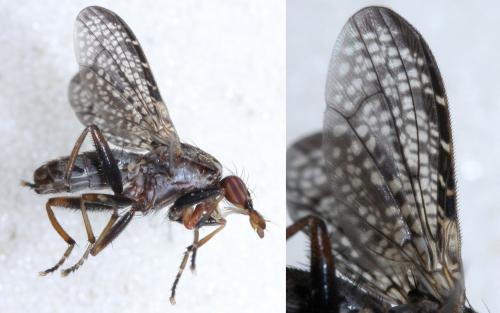 Réf. 56 866 : Euthycera alaris