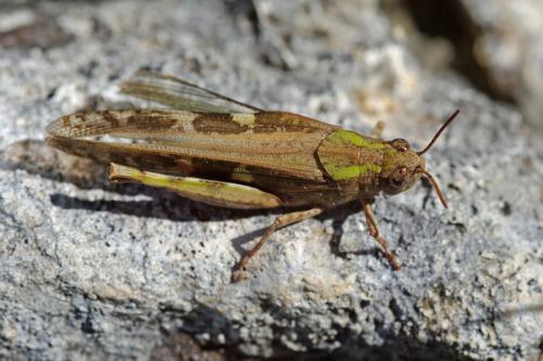 Réf. 56 778 : Aiolopus strepens