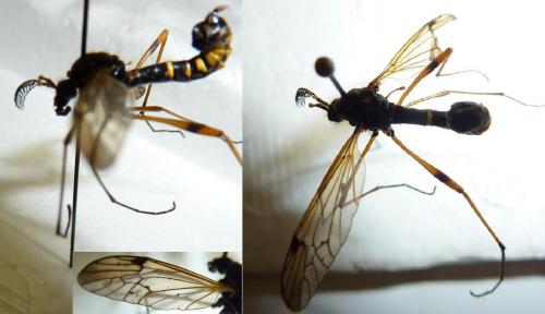 Ctenophora flaveolata