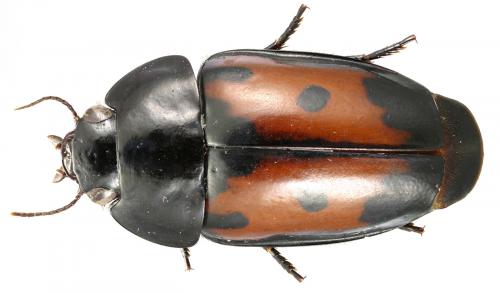 Réf. 56 459 : Guyanemorpha spectabilis