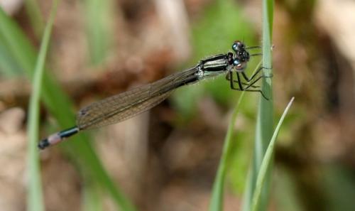 Ischnura elegans