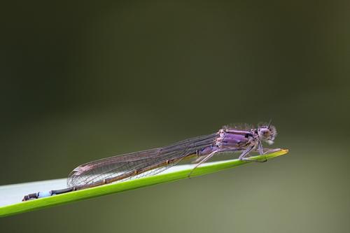 Ischnura elegans
