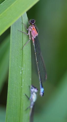 Ischnura elegans