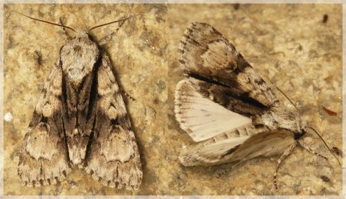 Réf. 56 386 : Acronicta alni