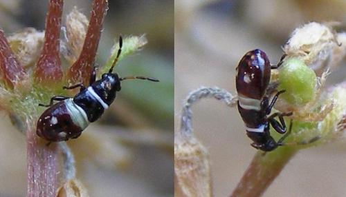 Réf. 56 088 : Heterogaster artemisiae