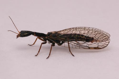 Réf. 56 633 : Xanthostigma xanthostigma