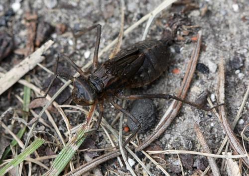 Cordulia aenea
