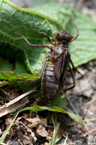 Cordulia aenea