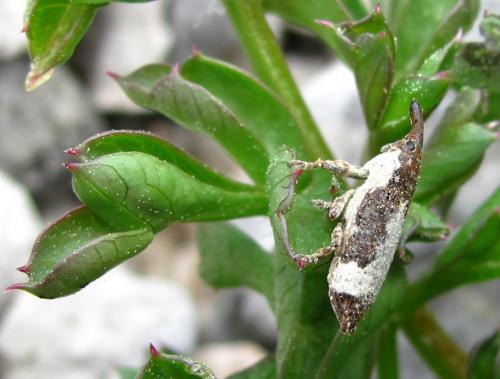 Réf. 56 440 : Lixus cylindrus