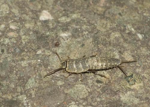 Ctenolepisma longicaudata