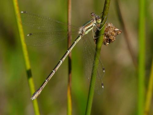 Réf. 56 415 : Lestes barbarus