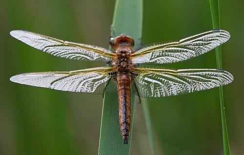 Réf. 56 946 : Libellula fulva