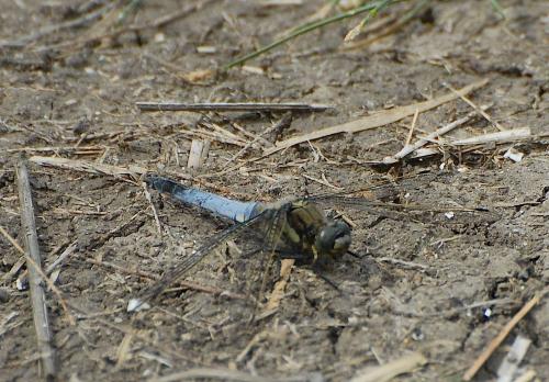 Orthetrum cancellatum