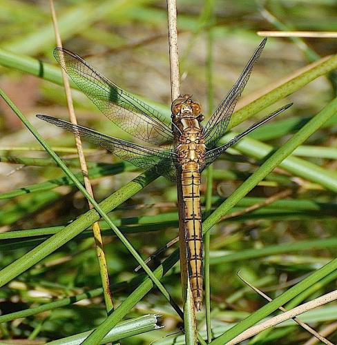 Orthetrum coerulescens