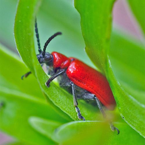 Lilioceris lilii