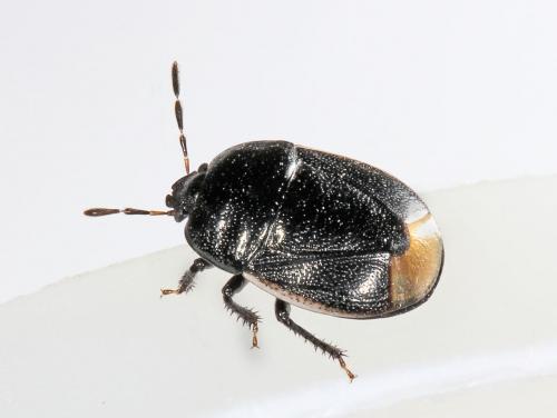 Réf. 56 275 : Legnotus limbosus