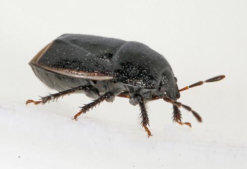 Legnotus limbosus