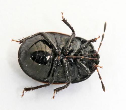 Réf. 56 277 : Legnotus limbosus
