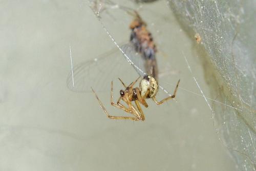 Theridion sp.