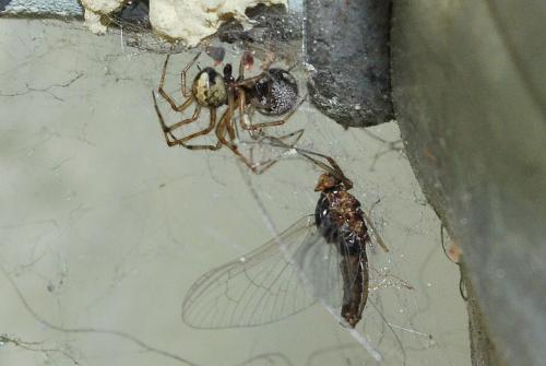 Theridion sp.