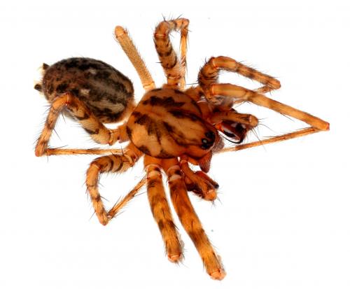 Tegenaria silvestris