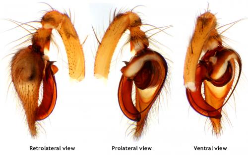 Tegenaria silvestris