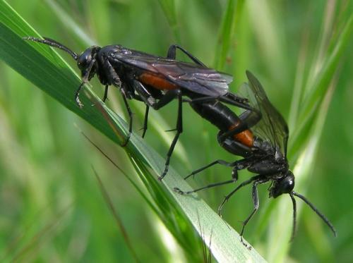 Macrophya annulata