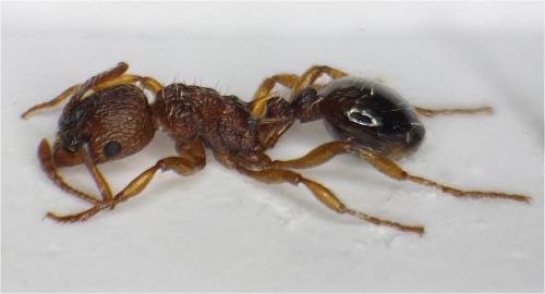 Réf. 56 821 : Myrmica sabuleti