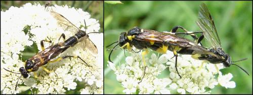 Macrophya montana