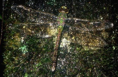 Anax sp.