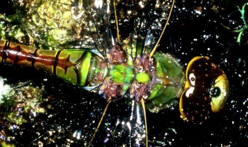 Anax sp.