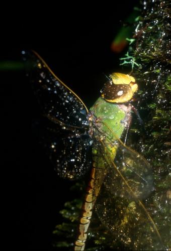 Anax sp.