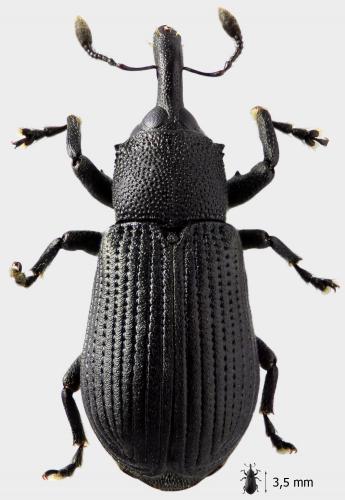 Réf. 56 679 : Magdalis armigera
