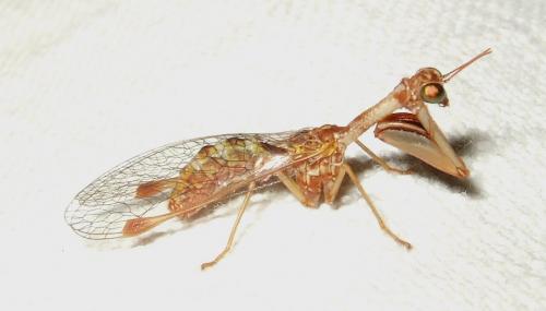Mantispa styriaca