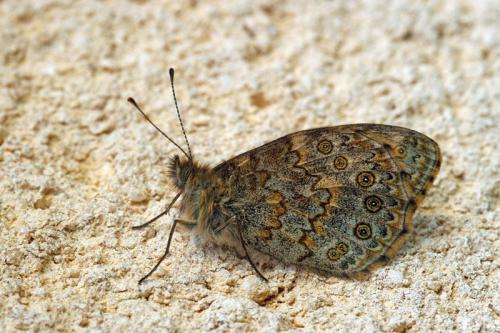 Lasiommata sp.