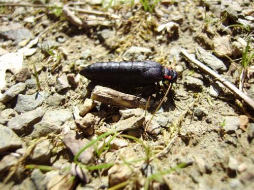 Physomeloe corallifer