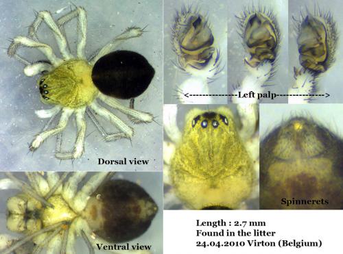 Gongylidium rufipes