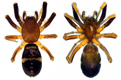Micaria pulicaria