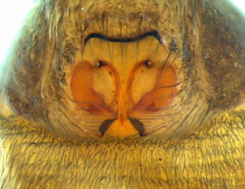 Micaria pulicaria
