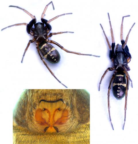 Micaria pulicaria