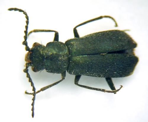 Réf. 56 697 : Micrinus inornatus